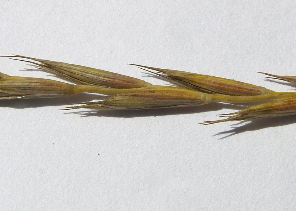 Image of Elytrigia repens specimen.