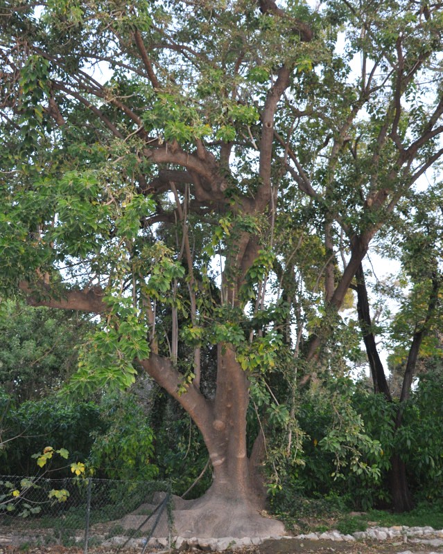 Изображение особи Phytolacca dioica.