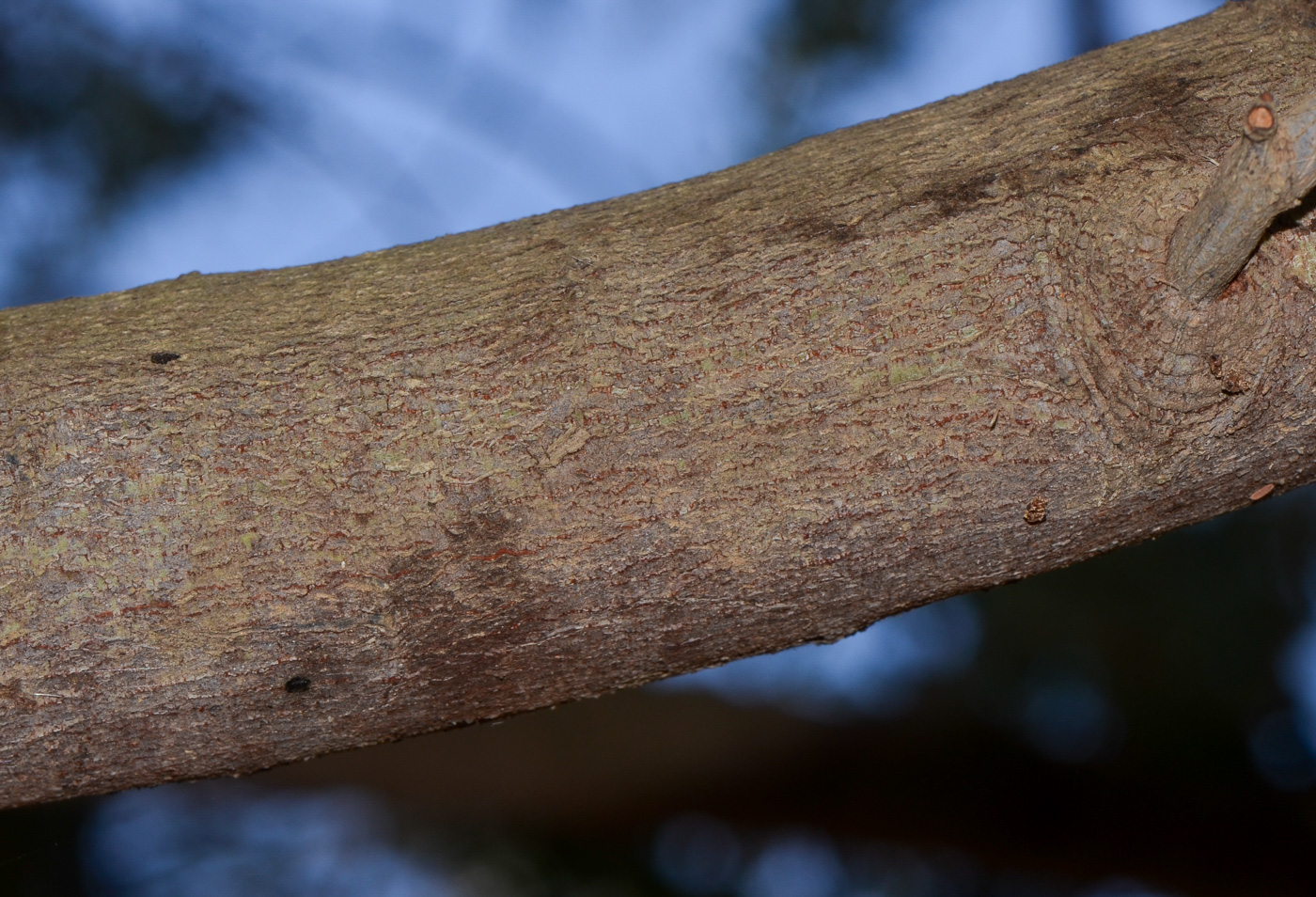 Изображение особи Acacia baileyana.