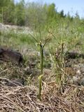 Eriophorum angustifolium. Цветущее растение. Окр. Архангельска, сырое рудеральное место. 28.05.2011.