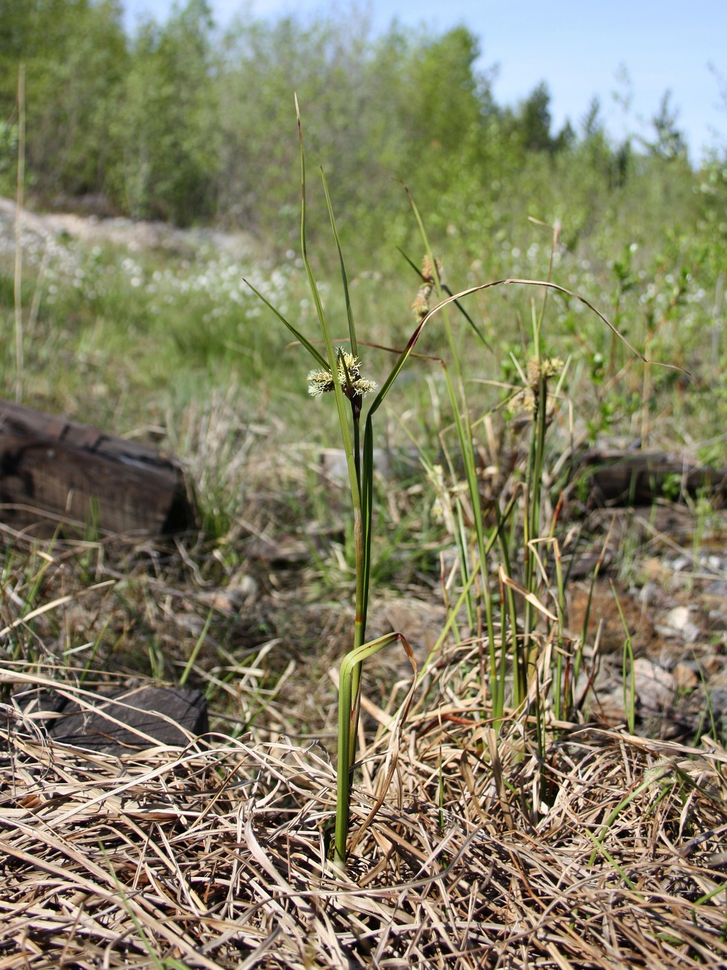 Изображение особи Eriophorum angustifolium.