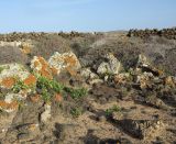 Patellifolia procumbens