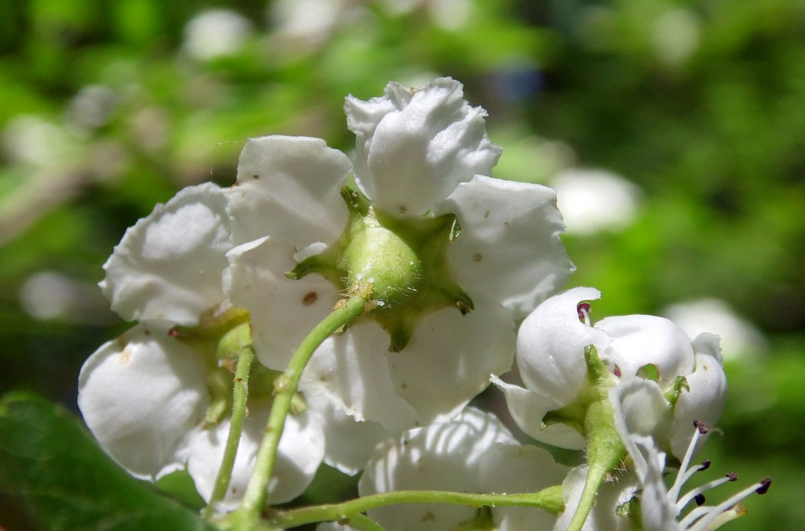 Image of Crataegus microphylla specimen.