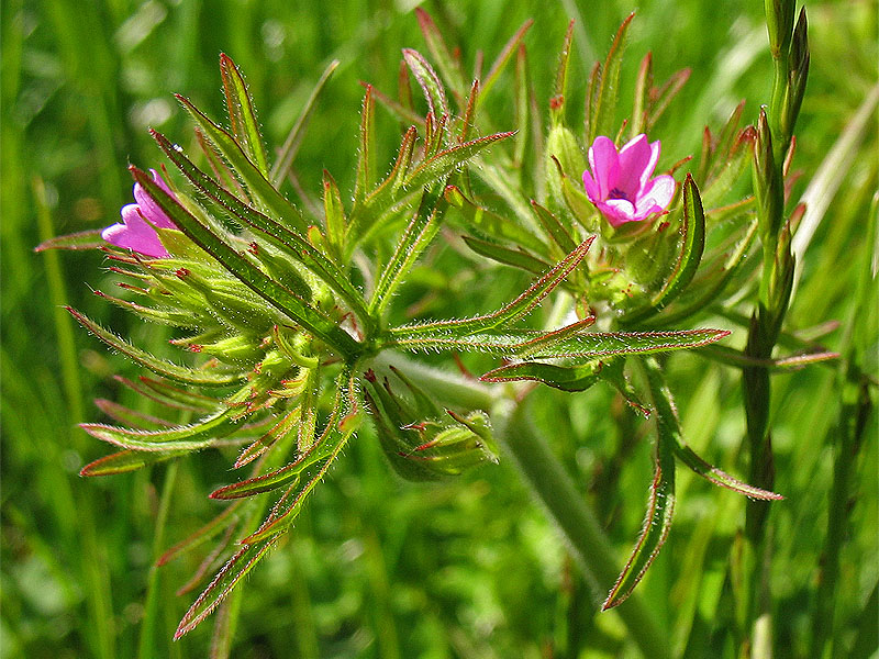 Изображение особи Geranium dissectum.