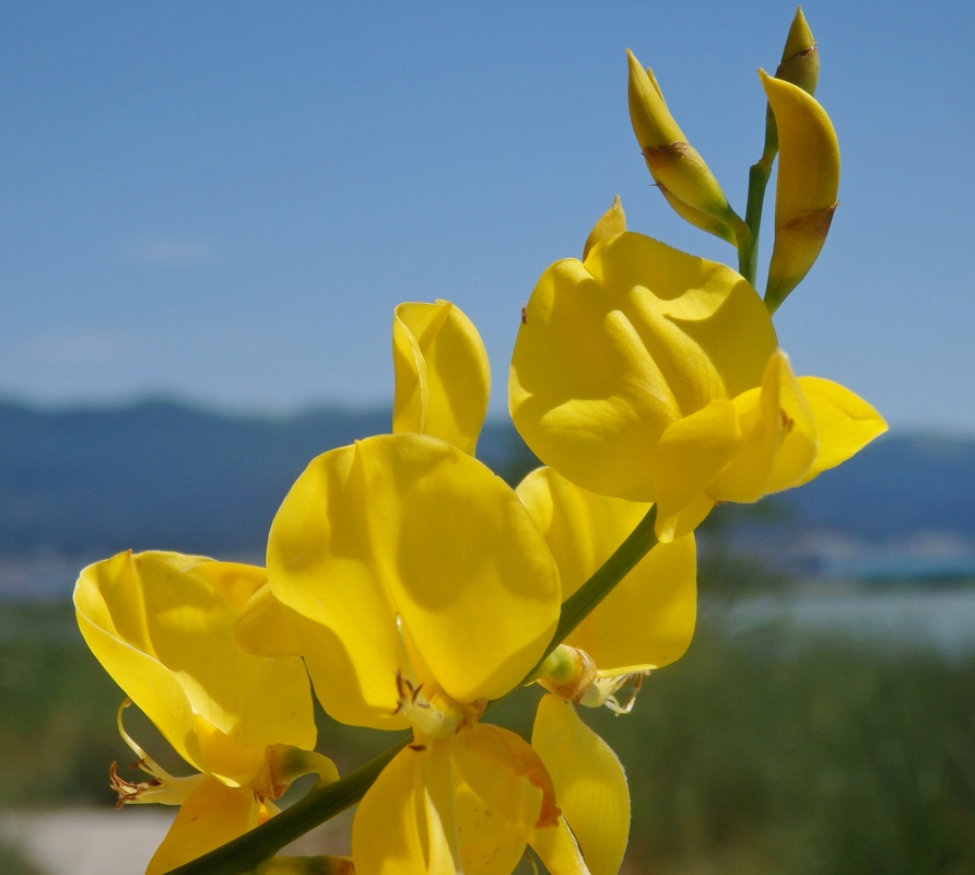 Image of Spartium junceum specimen.