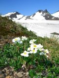 Anemonastrum sibiricum. Цветущие растения. Камчатский край, Елизовский р-н, природный парк \"Вулканы Камчатки\", кордон Авачинский перевал, 990 м н.у.м., по шлаково-каменистой осыпи. 22.06.2016.