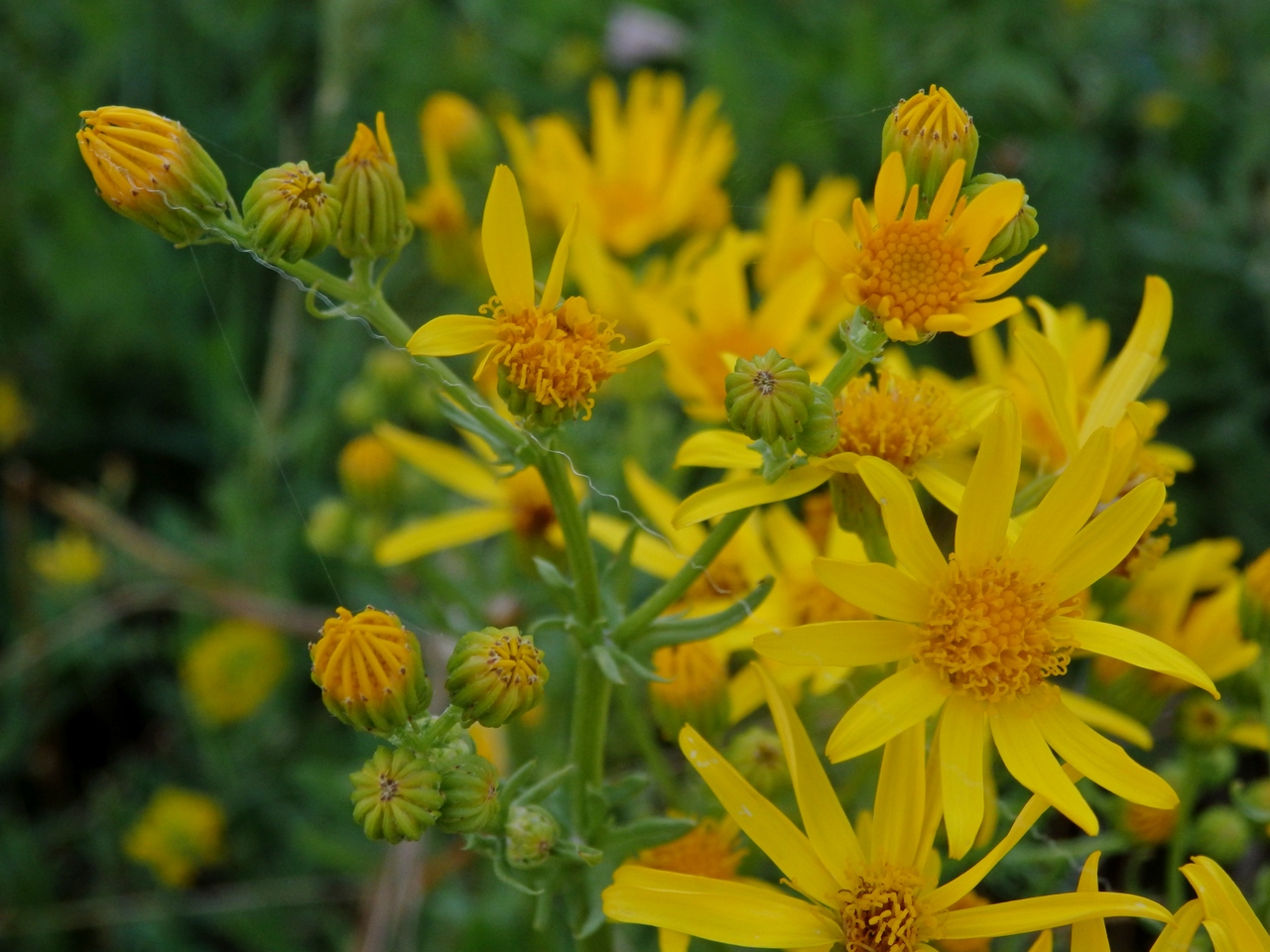 Изображение особи Senecio jacobaea.