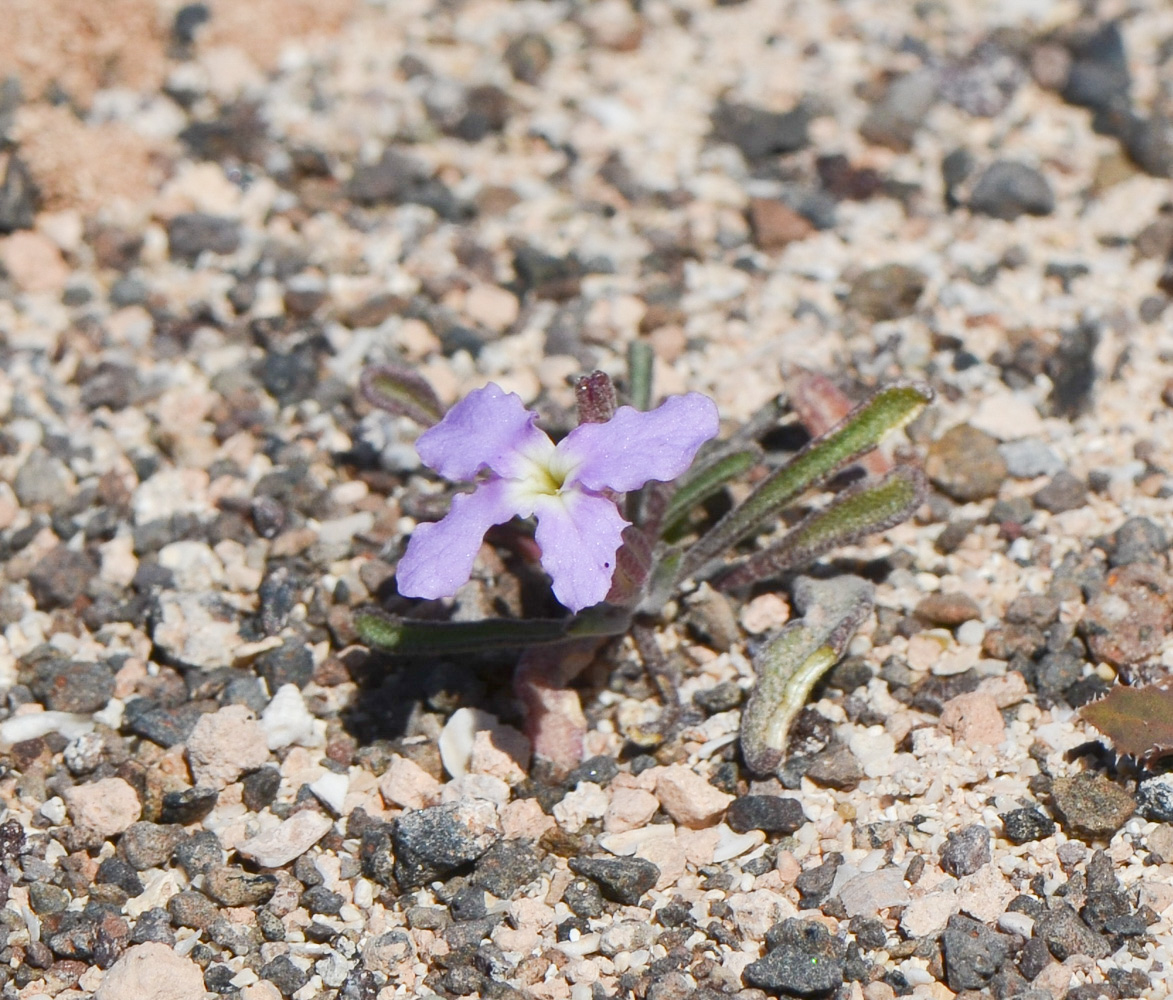 Image of Matthiola fruticulosa var. bolleana specimen.