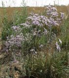 Limonium sareptanum