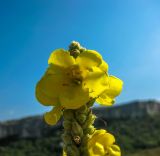 Verbascum phlomoides