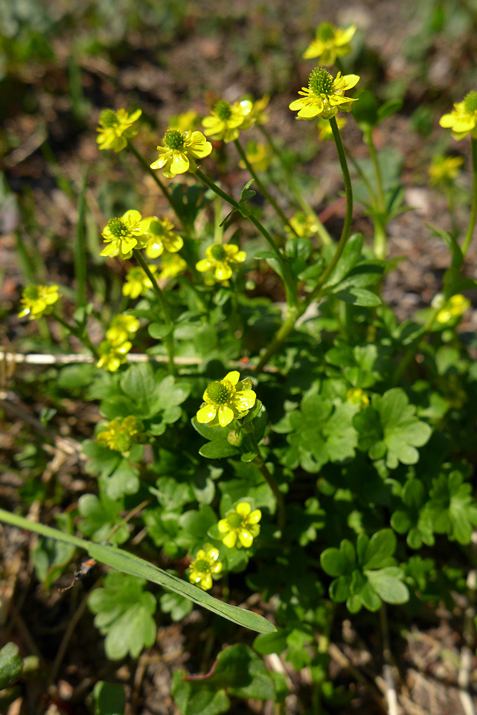 Image of Ranunculus pygmaeus specimen.