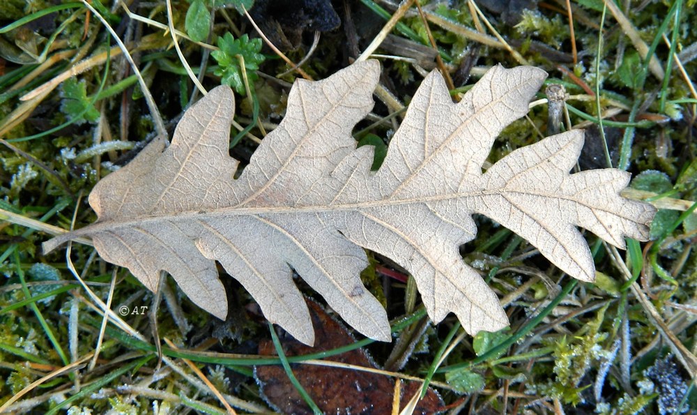 Изображение особи род Quercus.