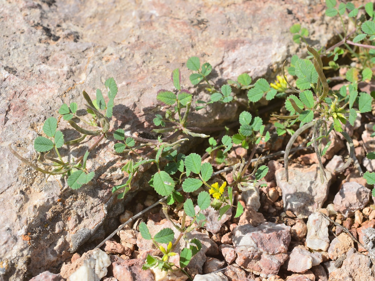 Image of Trigonella arcuata specimen.