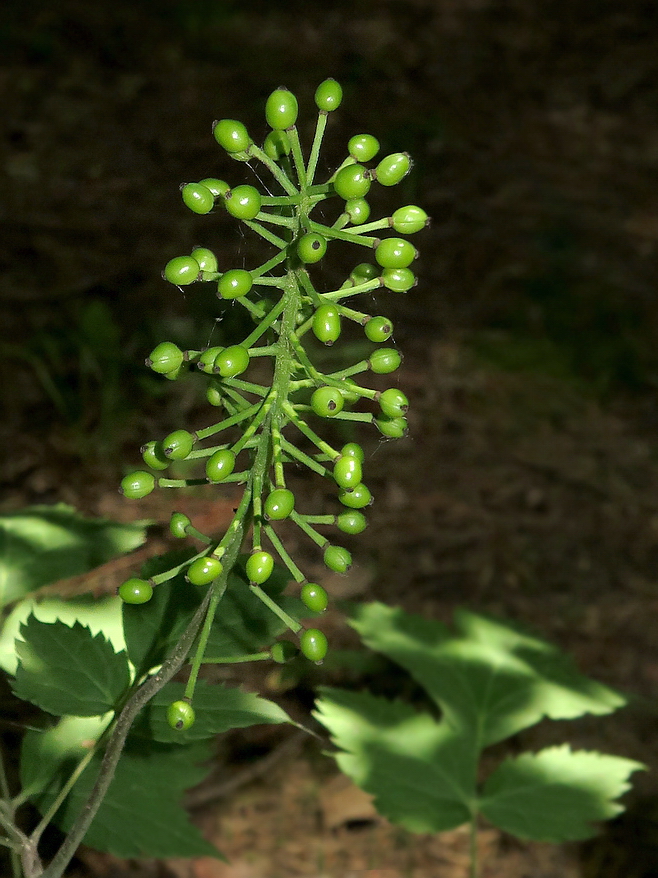 Image of Actaea asiatica specimen.