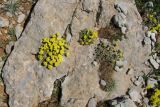 Alyssum baumgartnerianum. Цветущие растения у тропы вокруг долины Гальгаль. Израиль, горный массив Хермон, склон восточной экспозиции, выс. 2050 м н. у. м. 05.05.2010.