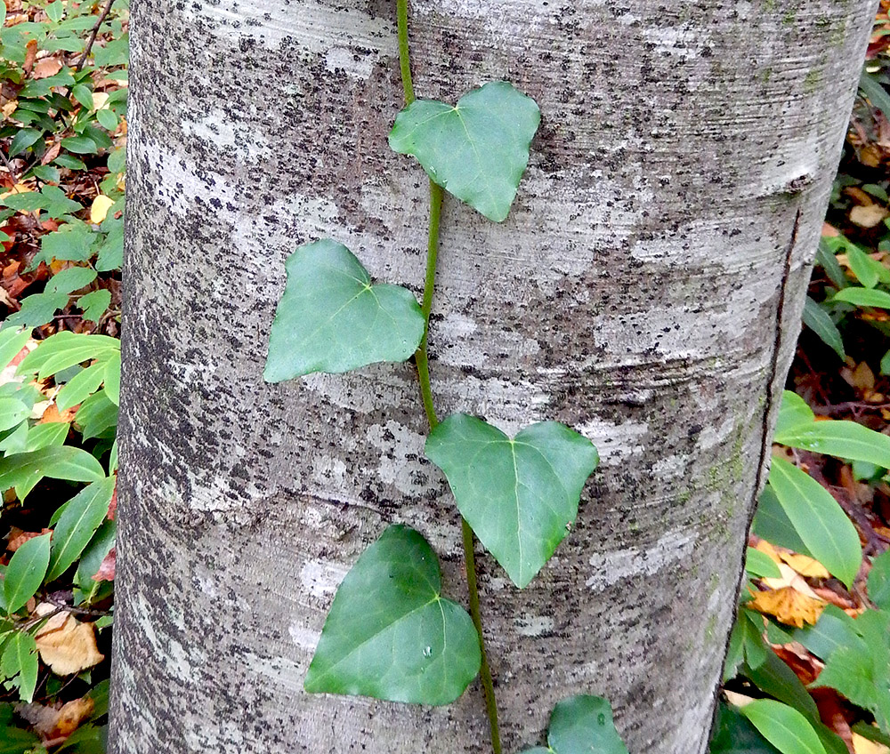 Image of Hedera colchica specimen.