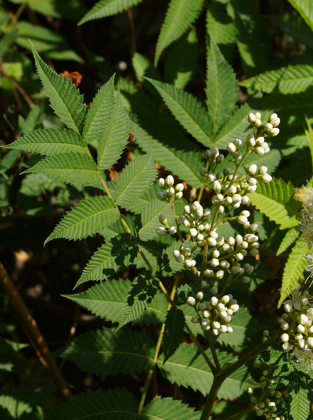 Image of Sorbaria sorbifolia specimen.