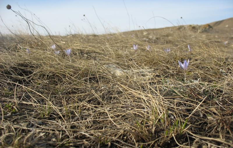 Image of Crocus reticulatus specimen.