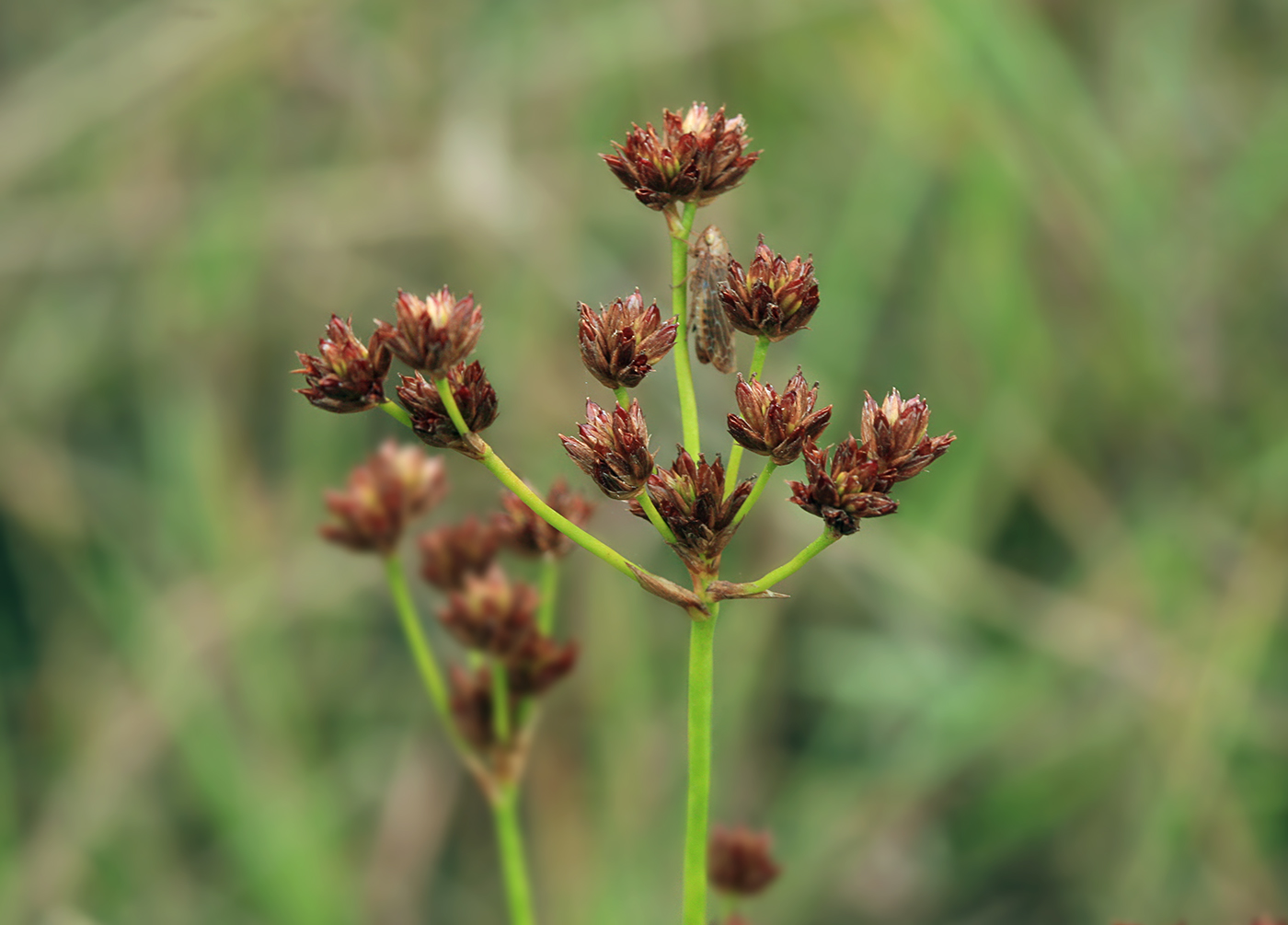 Image of Juncus turczaninowii specimen.