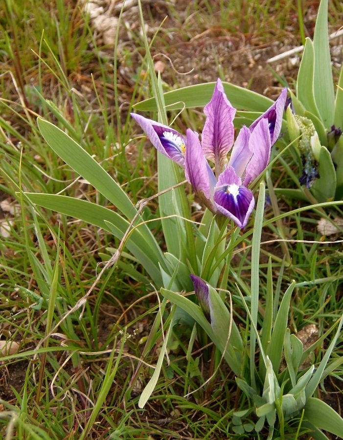 Image of Iris pumila specimen.