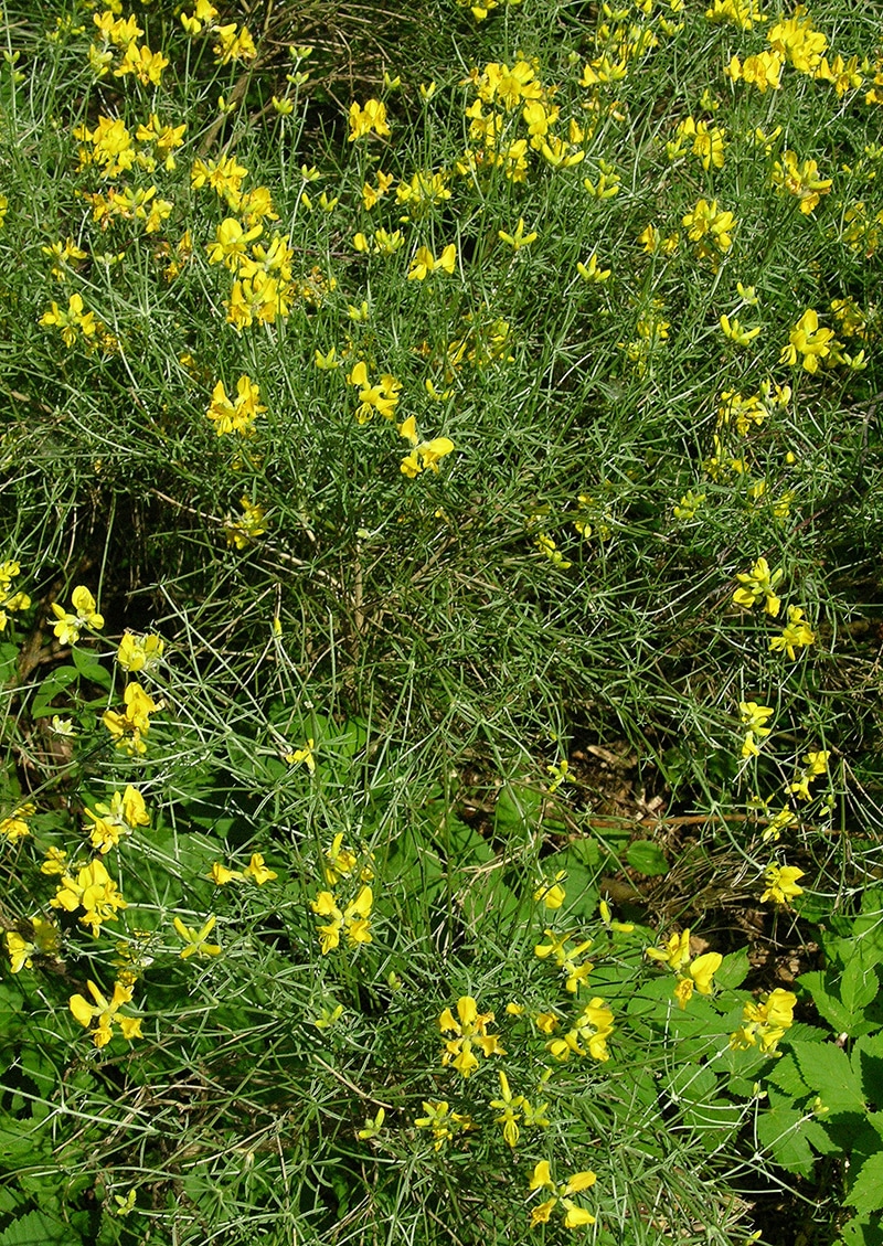 Изображение особи Genista radiata.