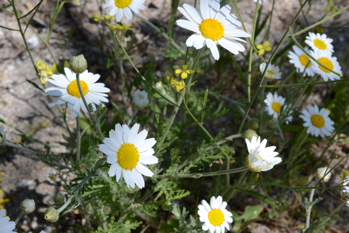 Image of Anthemis ruthenica specimen.