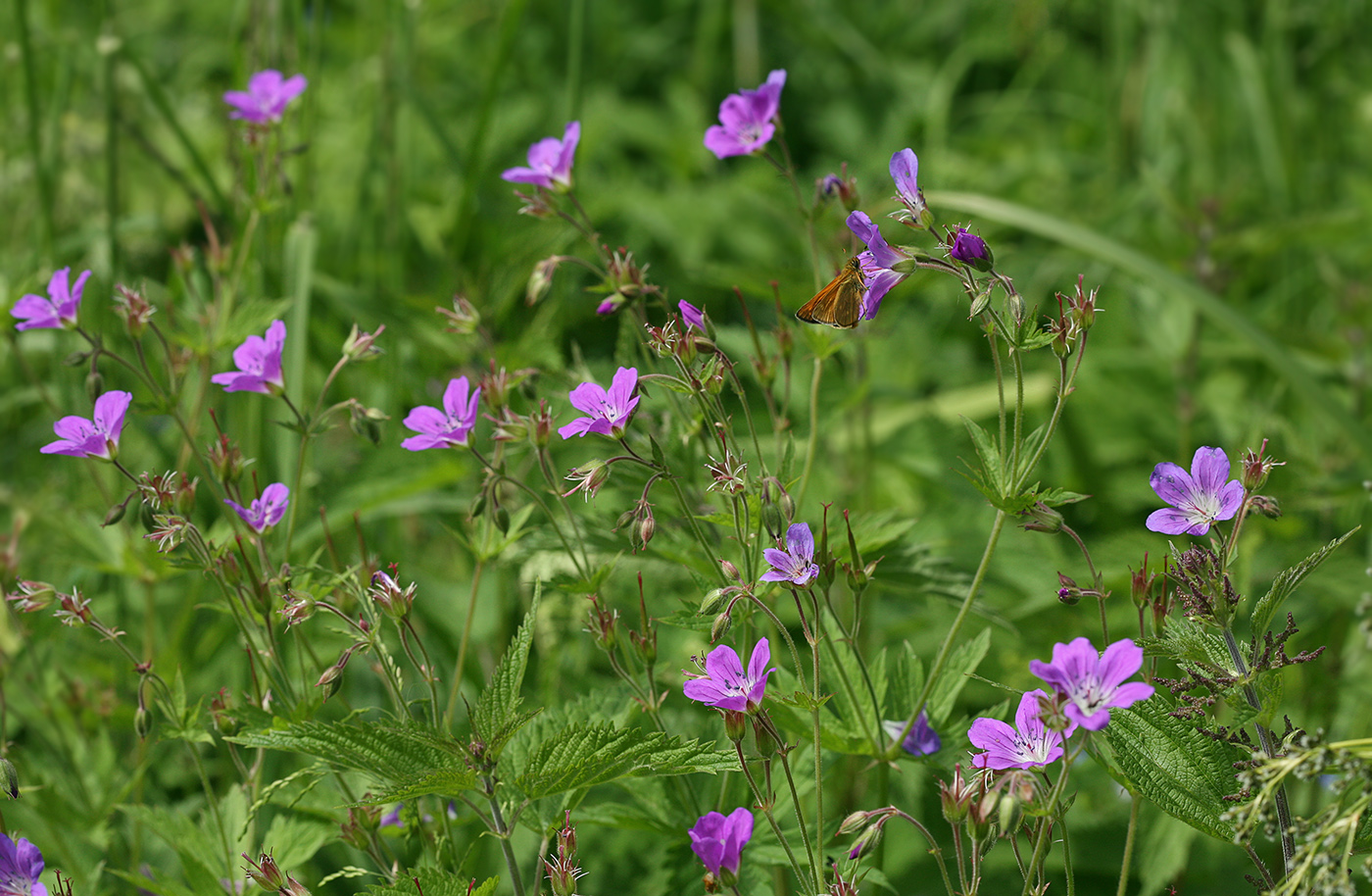 Image of Geranium sylvaticum specimen.