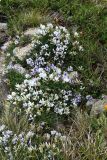 Astragalus levieri