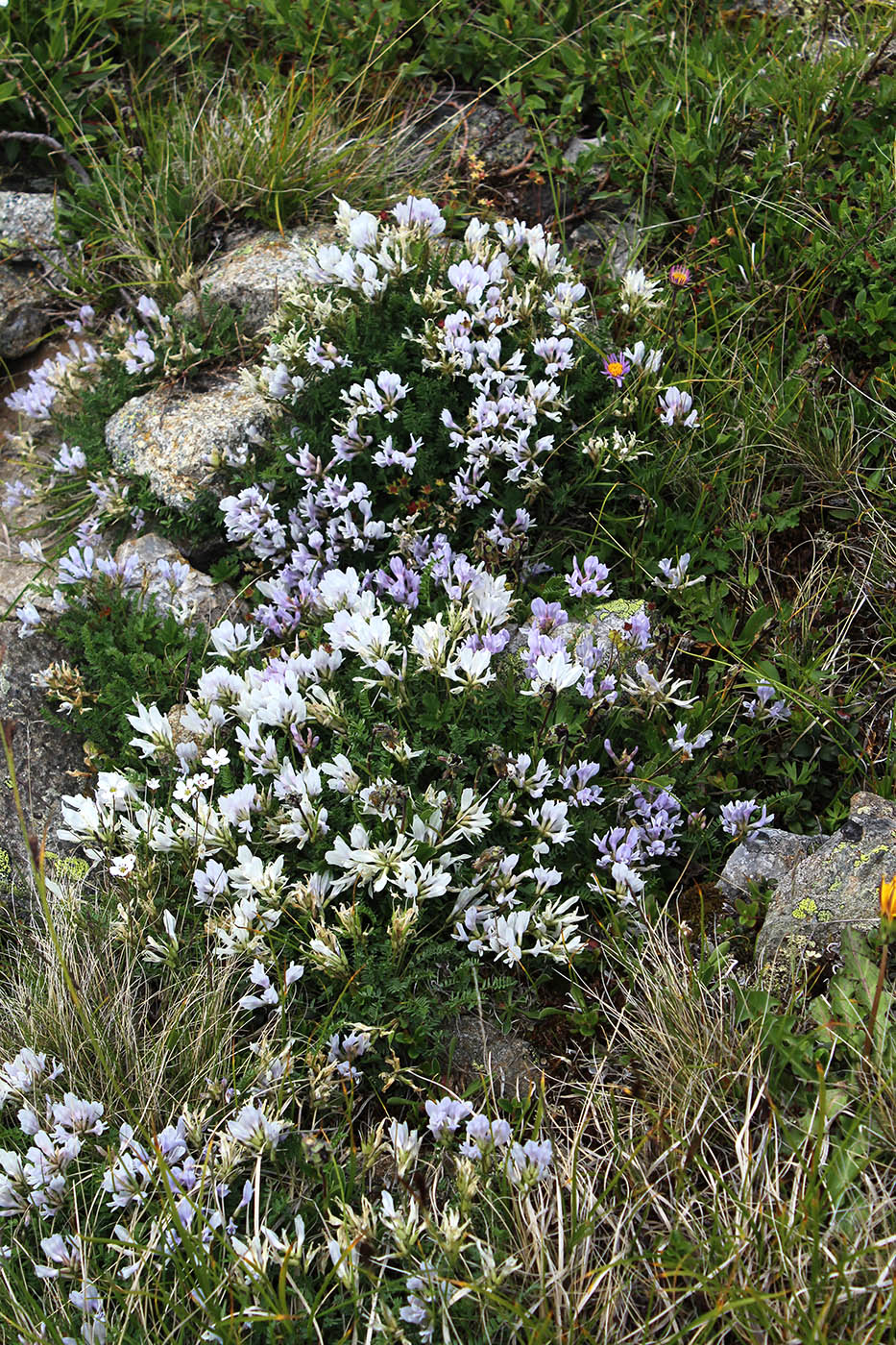 Изображение особи Astragalus levieri.