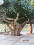 Ficus religiosa