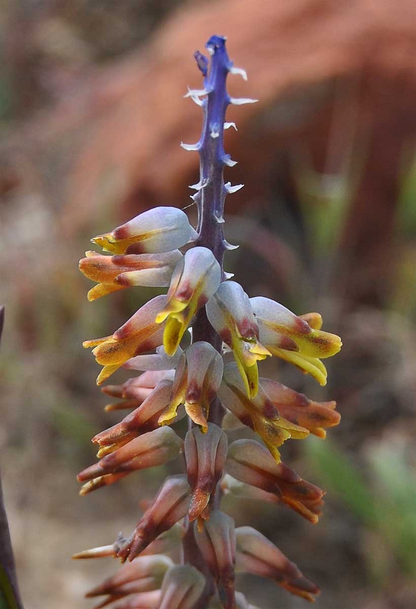 Image of Lachenalia mutabilis specimen.