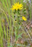 Hieracium umbellatum