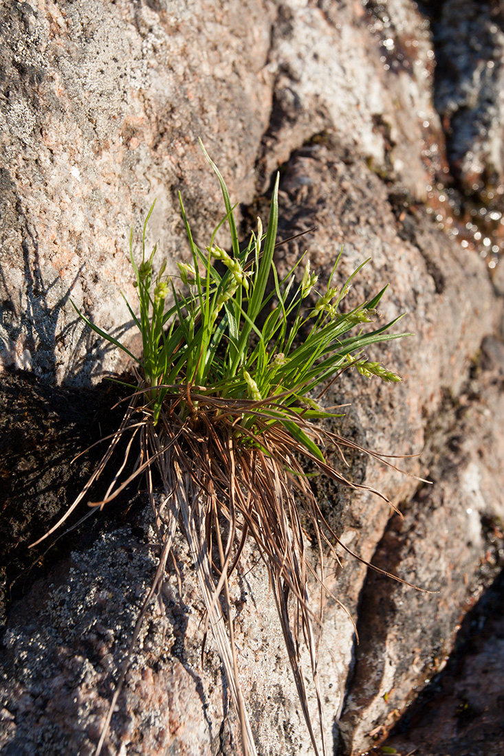 Image of Carex capillaris specimen.