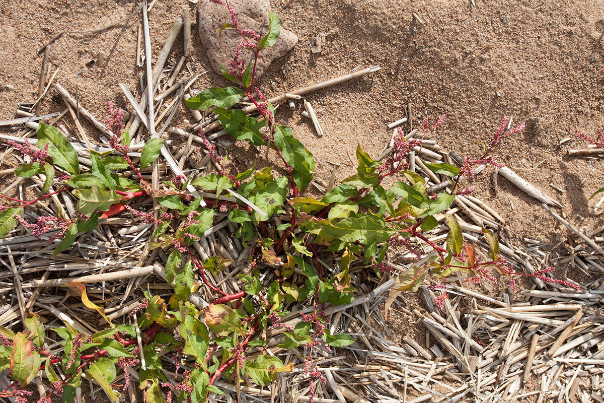 Image of Persicaria lapathifolia specimen.