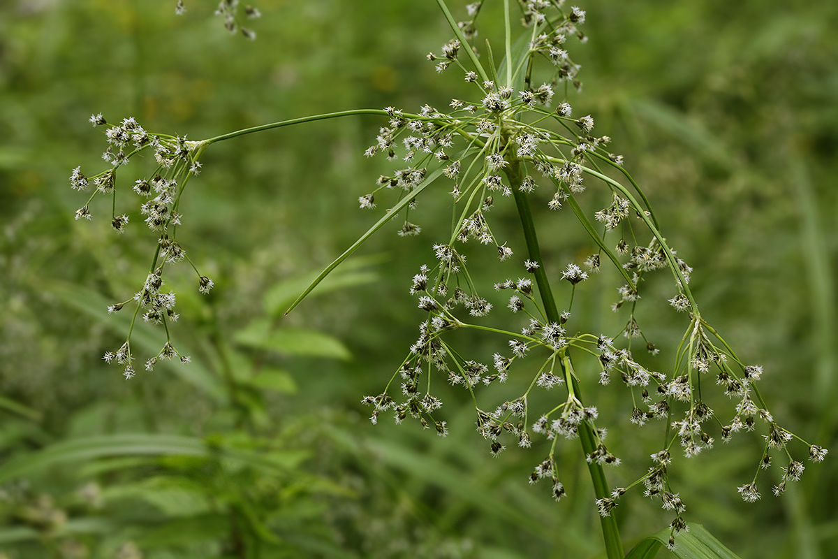 Image of Scirpus sylvaticus specimen.