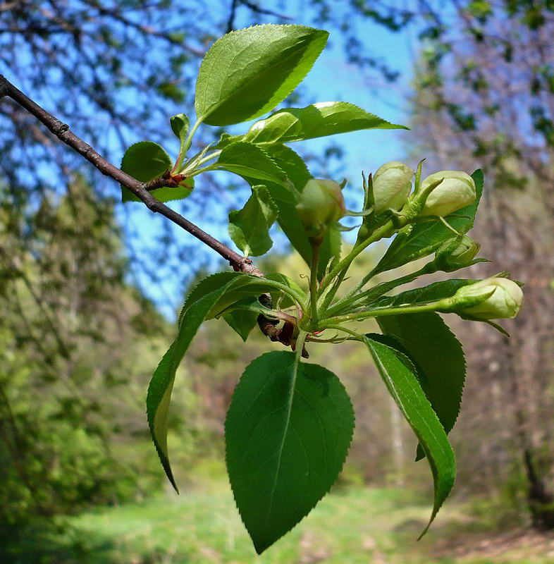 Изображение особи Malus sylvestris.