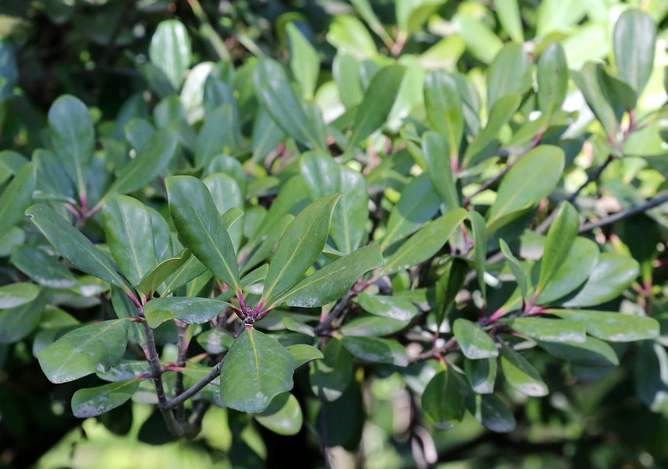 Image of Ternstroemia gymnanthera specimen.