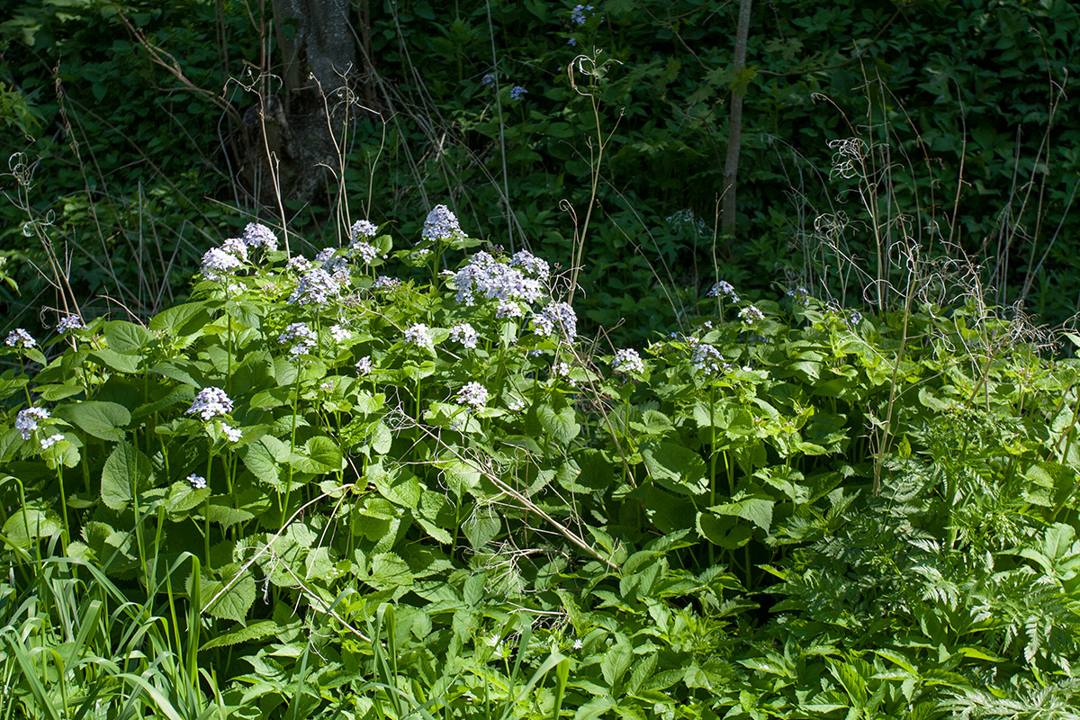 Image of Lunaria rediviva specimen.