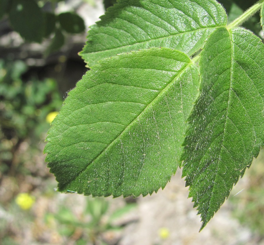 Image of genus Rosa specimen.