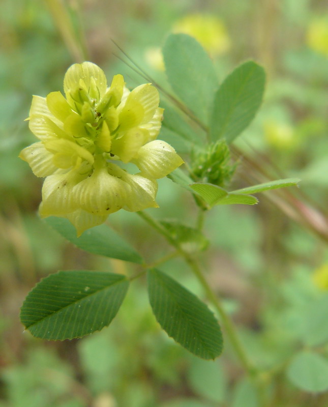 Image of Trifolium campestre specimen.