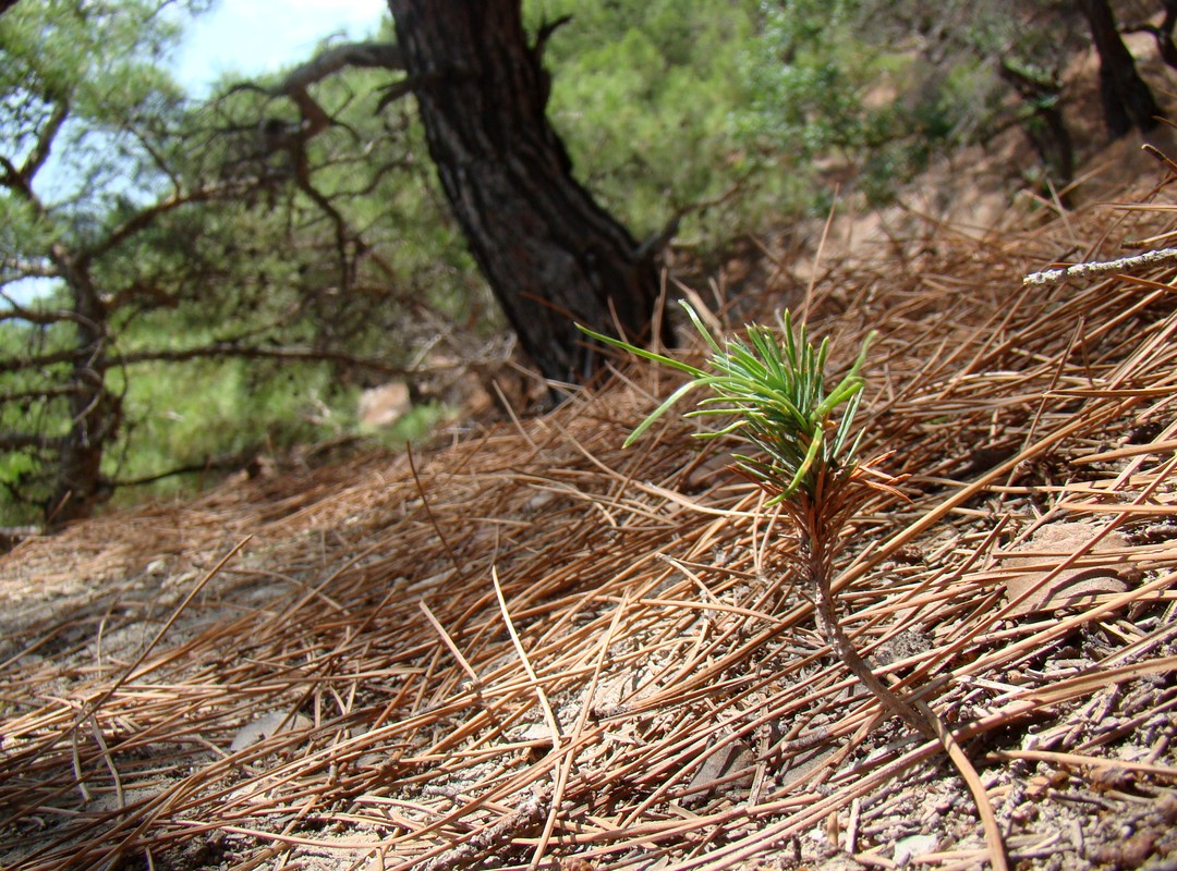 Изображение особи Pinus pityusa.