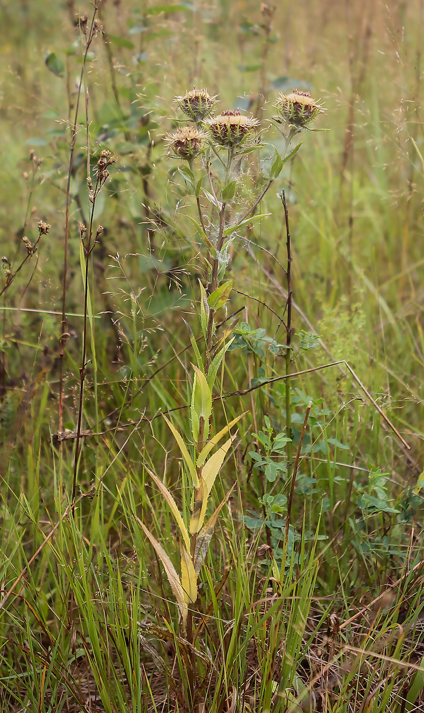 Image of Carlina vulgaris specimen.