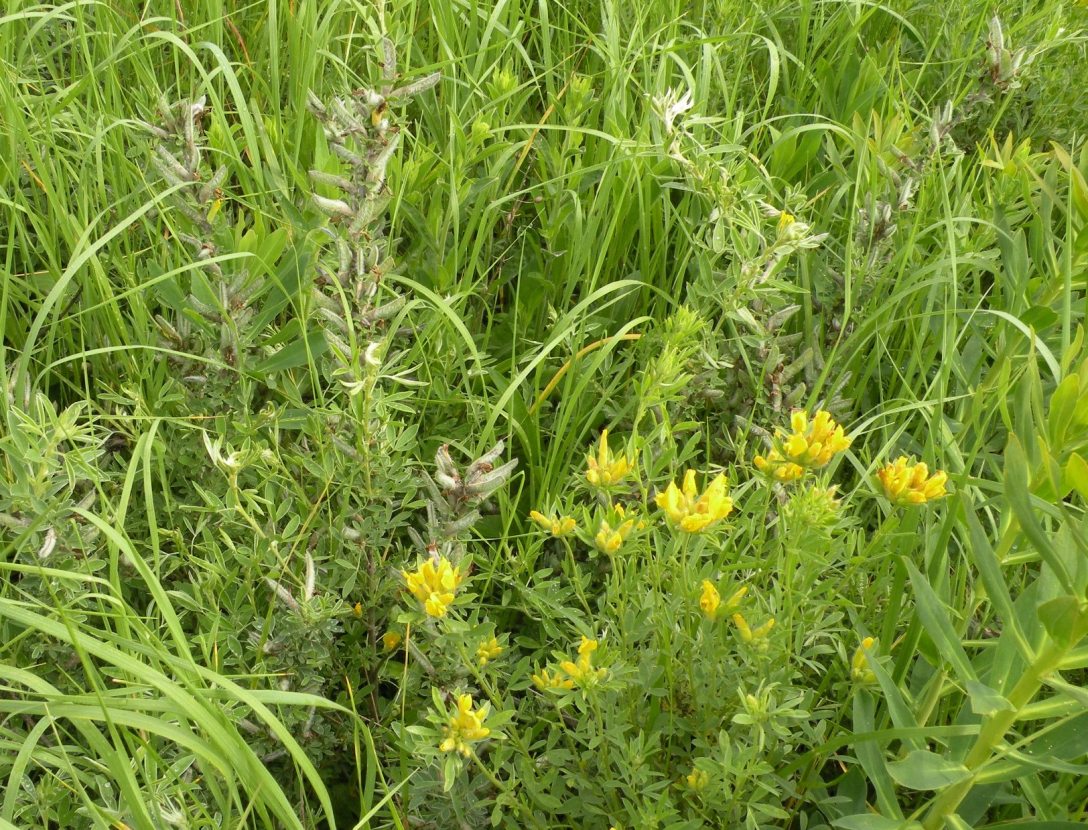 Image of Chamaecytisus austriacus specimen.