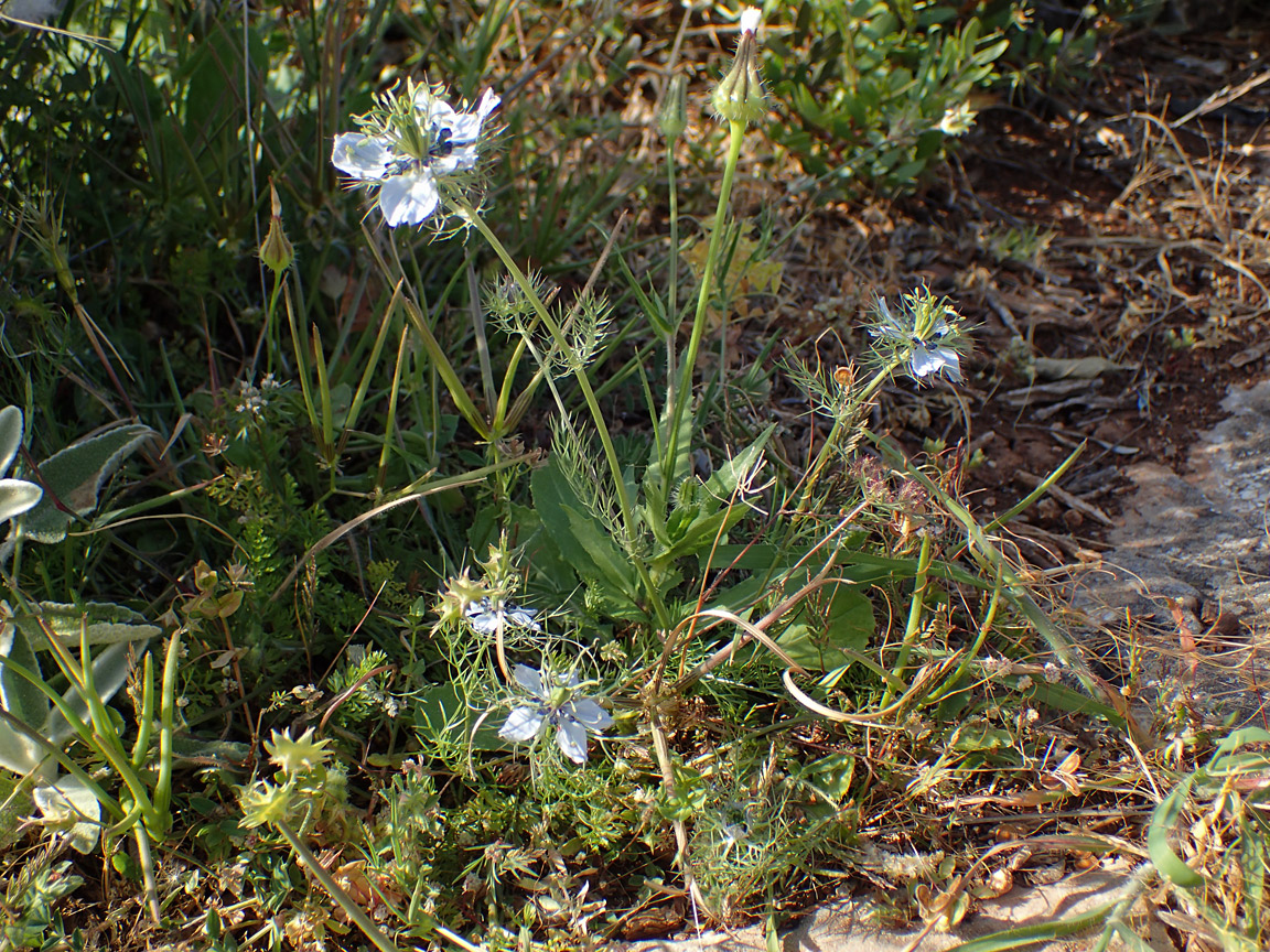 Изображение особи Nigella damascena.