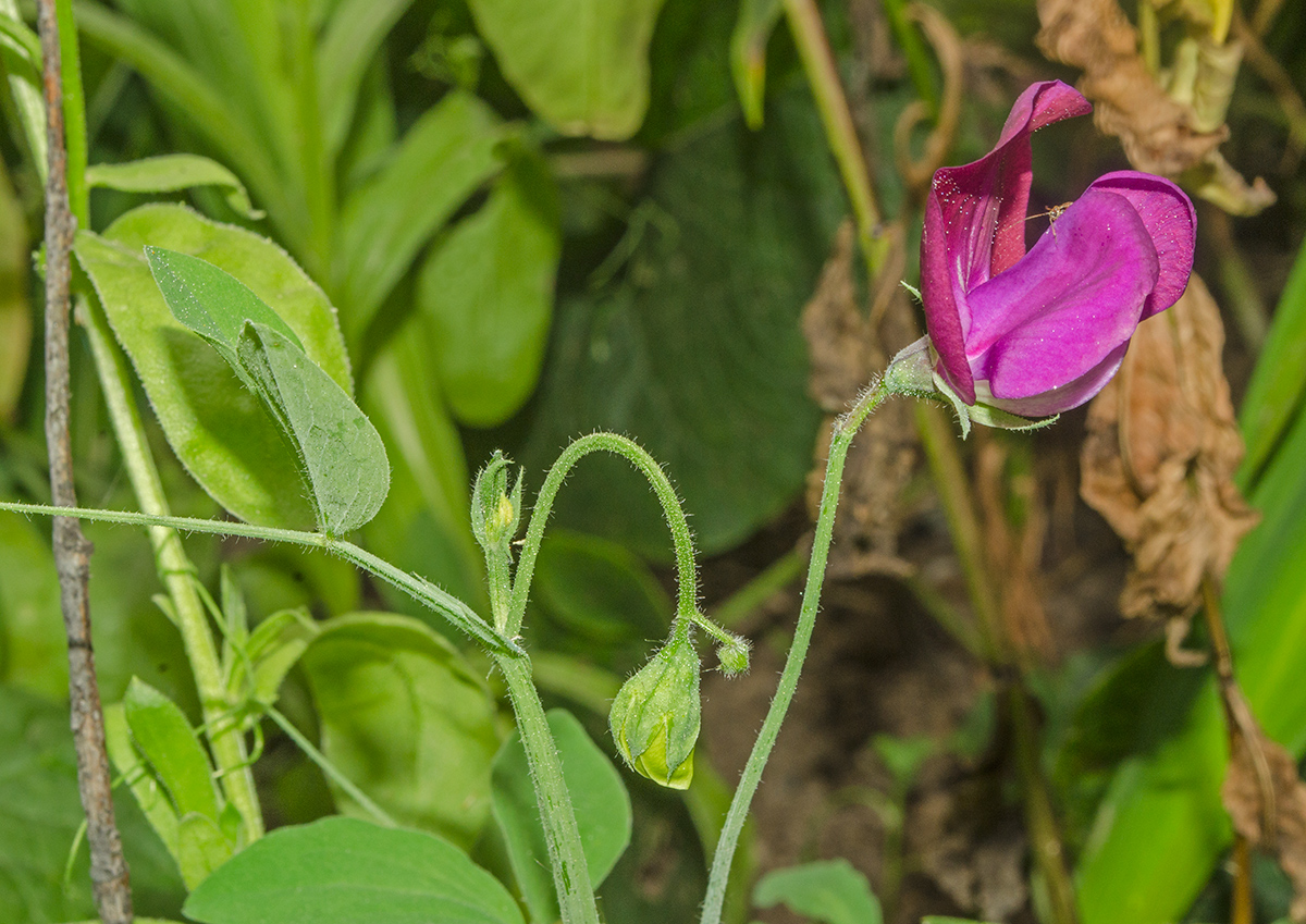 Изображение особи Lathyrus odoratus.