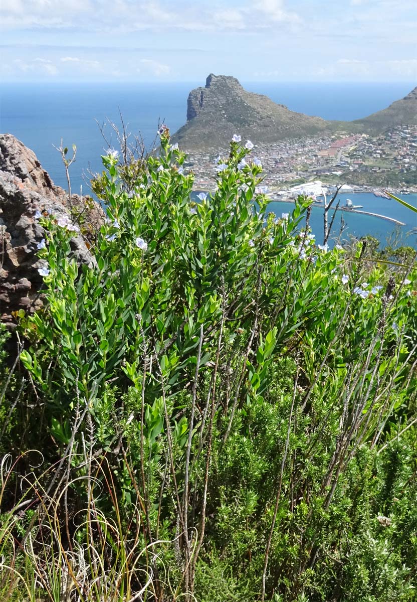 Image of Lobostemon glaucophyllus specimen.