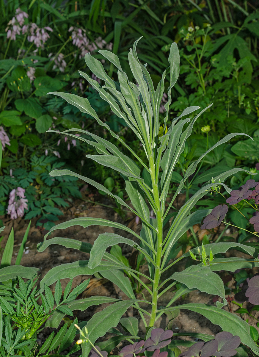 Image of Matthiola incana specimen.