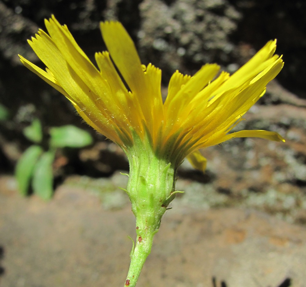 Image of Hieracium umbellatum specimen.