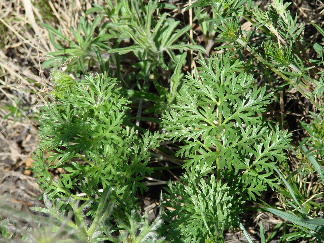 Image of Pulsatilla turczaninovii specimen.