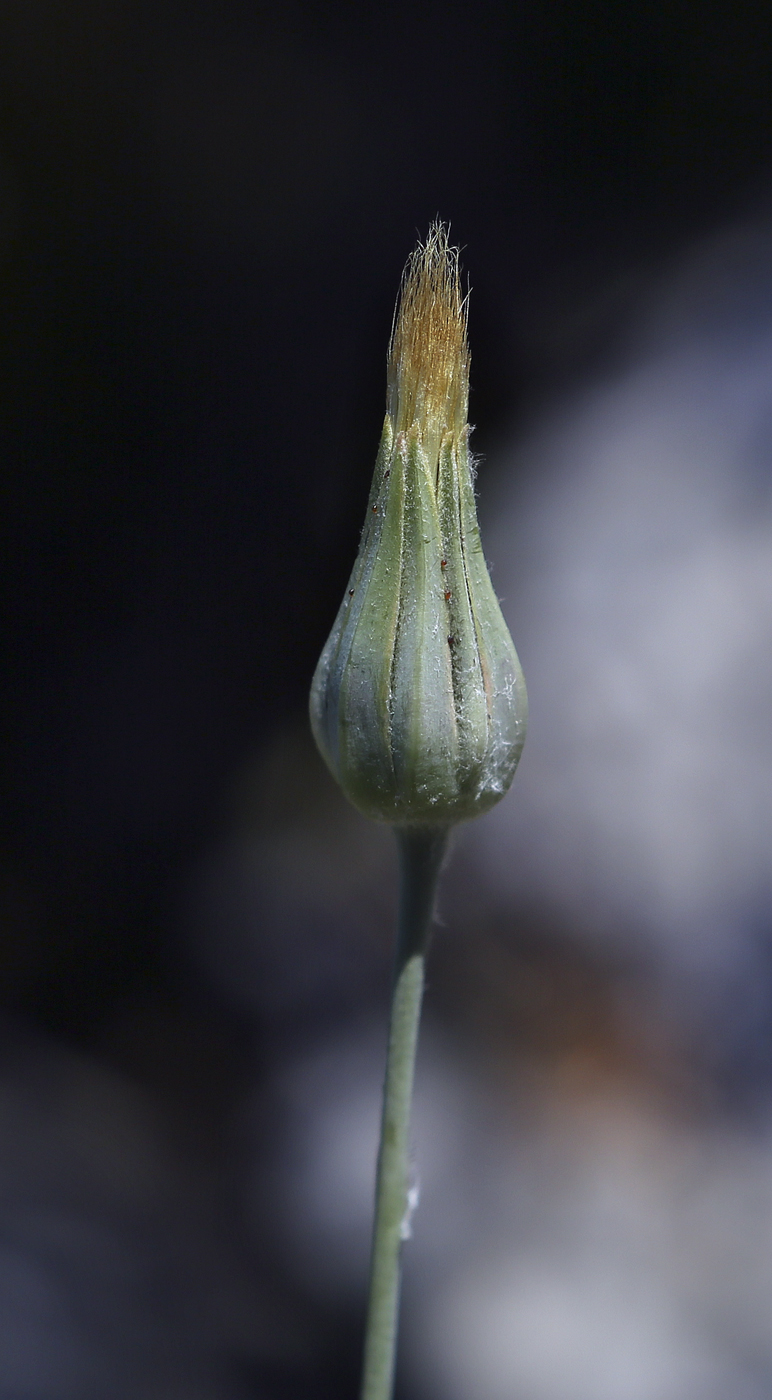 Изображение особи Tragopogon undulatus.